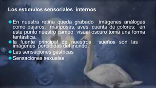 Los estímulos sensoriales internos
⚫En nuestra retina queda grabado imágenes análogas
como pájaros, mariposas, aves, cuent...