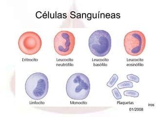 Células Sanguíneas




                 Profa. Eloá Medeiros
                        01/2008
 