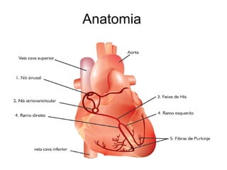 Anatomia  