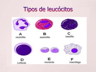 neutrófilo   eosinófilo     basófilo




 Linfócito       monócito      macrófago
 