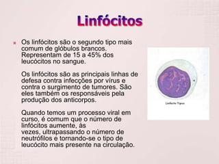    Os linfócitos são o segundo tipo mais
    comum de glóbulos brancos.
    Representam de 15 a 45% dos
    leucócitos no sangue.
    Os linfócitos são as principais linhas de
    defesa contra infecções por vírus e
    contra o surgimento de tumores. São
    eles também os responsáveis pela
    produção dos anticorpos.
    Quando temos um processo viral em
    curso, é comum que o número de
    linfócitos aumente, às
    vezes, ultrapassando o número de
    neutrófilos e tornando-se o tipo de
    leucócito mais presente na circulação.
 
