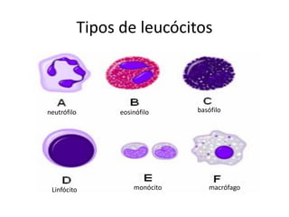 Tipos de leucócitos
neutrófilo eosinófilo
Linfócito monócito macrófago
basófilo
 