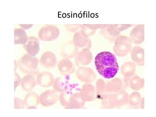 Eosinófilos
 