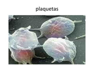plaquetas
 