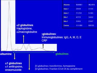 1 globulines: transferirine, hemopexine 
2 globulines: Fraction C3 et C4 du complément  