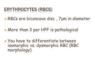 ERYTHROCYTES (RBCS)
 RBCs are biconcave disc , 7μm in diameter
 More than 3 per HPF is pathological
 You have to differentiate between
isomorphic vs. dysmorphic RBC (RBC
morphology)
 