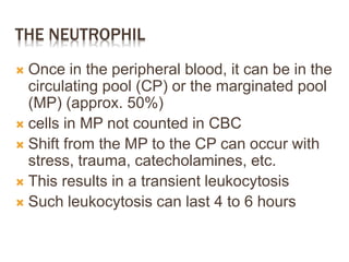 THE NEUTROPHIL
 Once in the peripheral blood, it can be in the
circulating pool (CP) or the marginated pool
(MP) (approx. 50%)
 cells in MP not counted in CBC
 Shift from the MP to the CP can occur with
stress, trauma, catecholamines, etc.
 This results in a transient leukocytosis
 Such leukocytosis can last 4 to 6 hours
 