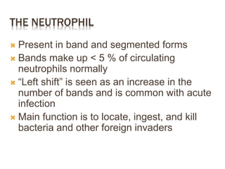 THE NEUTROPHIL
 Present in band and segmented forms
 Bands make up < 5 % of circulating
neutrophils normally
 “Left shift” is seen as an increase in the
number of bands and is common with acute
infection
 Main function is to locate, ingest, and kill
bacteria and other foreign invaders
 