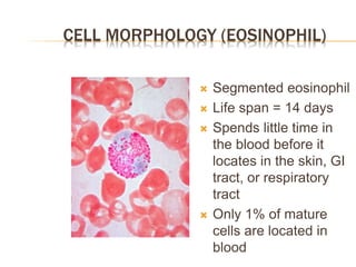 CELL MORPHOLOGY (EOSINOPHIL)
 Segmented eosinophil
 Life span = 14 days
 Spends little time in
the blood before it
locates in the skin, GI
tract, or respiratory
tract
 Only 1% of mature
cells are located in
blood
 