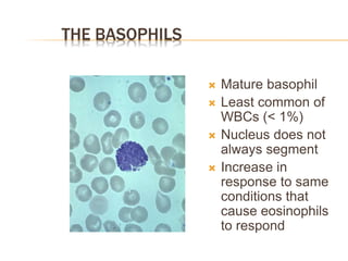 THE BASOPHILS
 Mature basophil
 Least common of
WBCs (< 1%)
 Nucleus does not
always segment
 Increase in
response to same
conditions that
cause eosinophils
to respond
 