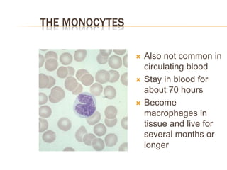THE MONOCYTES
 Also not common in
circulating blood
 Stay in blood for
about 70 hours
 Become
macrophages in
tissue and live for
several months or
longer
 