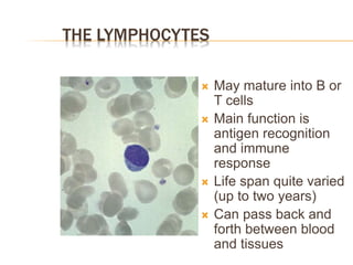 THE LYMPHOCYTES
 May mature into B or
T cells
 Main function is
antigen recognition
and immune
response
 Life span quite varied
(up to two years)
 Can pass back and
forth between blood
and tissues
 