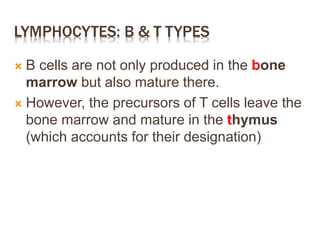 LYMPHOCYTES: B & T TYPES
 B cells are not only produced in the bone
marrow but also mature there.
 However, the precursors of T cells leave the
bone marrow and mature in the thymus
(which accounts for their designation)
 