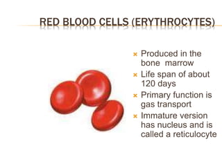 RED BLOOD CELLS (ERYTHROCYTES)
 Produced in the
bone marrow
 Life span of about
120 days
 Primary function is
gas transport
 Immature version
has nucleus and is
called a reticulocyte
 