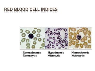 RED BLOOD CELL INDICES
 