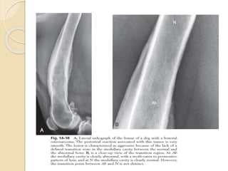 Interpretation of appendicular skeleton (veterinary) | PPTX
