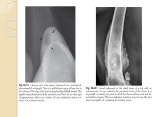 Interpretation of appendicular skeleton (veterinary) | PPTX