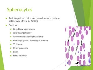 Spherocytes
 Ball shaped red cells, decreased surface: volume
ratio, hyperdense (> MCHC)
 Seen in
 Hereditary spherocytes
 ABO incompatibility
 Autoimmune haemolytic anemia
 Microangiopathic haemolytic anemia
 SS disease
 Hyperspleenism
 Burns
 Posttransfusion
 