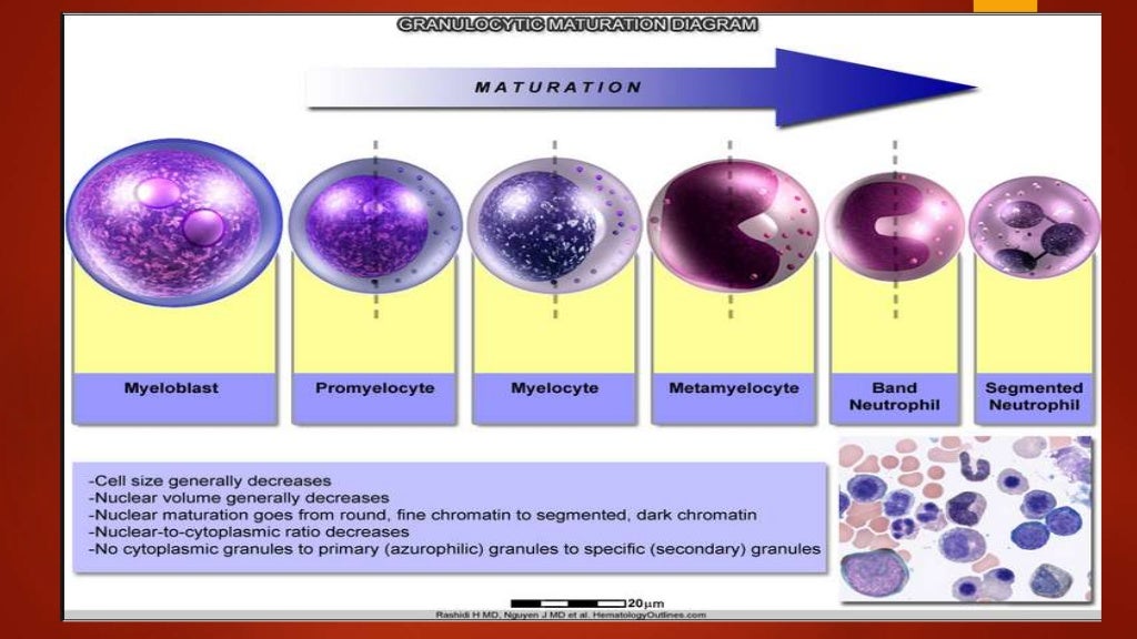 Interpretation of cbc 2