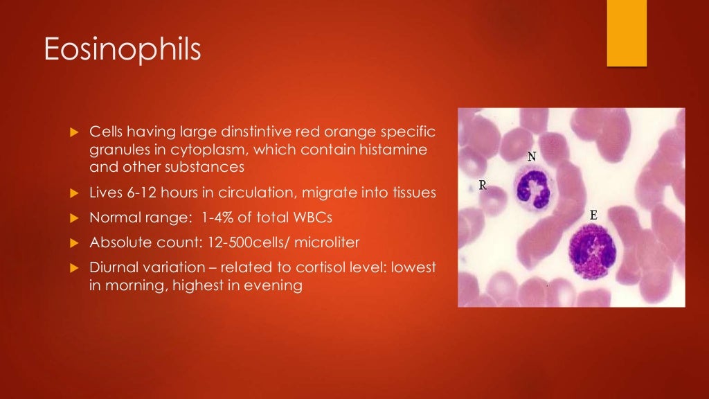 Interpretation of cbc 2