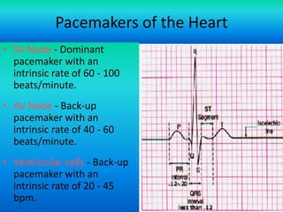 Pacemakers of the Heart
• SA Node - Dominant
pacemaker with an
intrinsic rate of 60 - 100
beats/minute.
• AV Node - Back-up
pacemaker with an
intrinsic rate of 40 - 60
beats/minute.
• Ventricular cells - Back-up
pacemaker with an
intrinsic rate of 20 - 45
bpm.

 