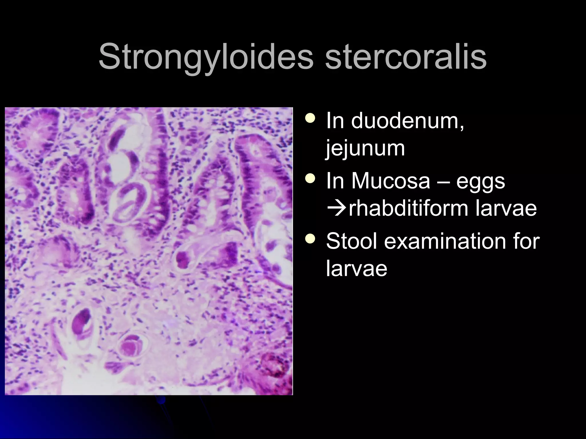 Strongyloides stercoralisStrongyloides stercoralis
 In duodenum,In duodenum,
jejunumjejunum
 In Mucosa – eggsIn Mucosa – eggs
rhabditiform larvaerhabditiform larvae
 Stool examination forStool examination for
larvaelarvae
 
