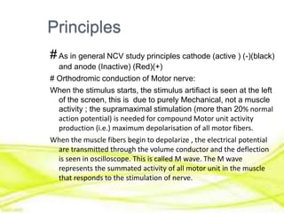 Principles
#As in general NCV study principles cathode (active ) (-)(black)
and anode (Inactive) (Red)(+)
# Orthodromic conduction of Motor nerve:
When the stimulus starts, the stimulus artifiact is seen at the left
of the screen, this is due to purely Mechanical, not a muscle
activity ; the supramaximal stimulation (more than 20% normal
action potential) is needed for compound Motor unit activity
production (i.e.) maximum depolarisation of all motor fibers.
When the muscle fibers begin to depolarize , the electrical potential
are transmitted through the volume conductor and the deflection
is seen in oscilloscope. This is called M wave. The M wave
represents the summated activity of all motor unit in the muscle
that responds to the stimulation of nerve.
 