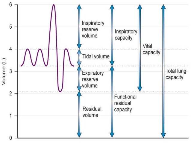 Interpretation of Pulmonary Function Test
