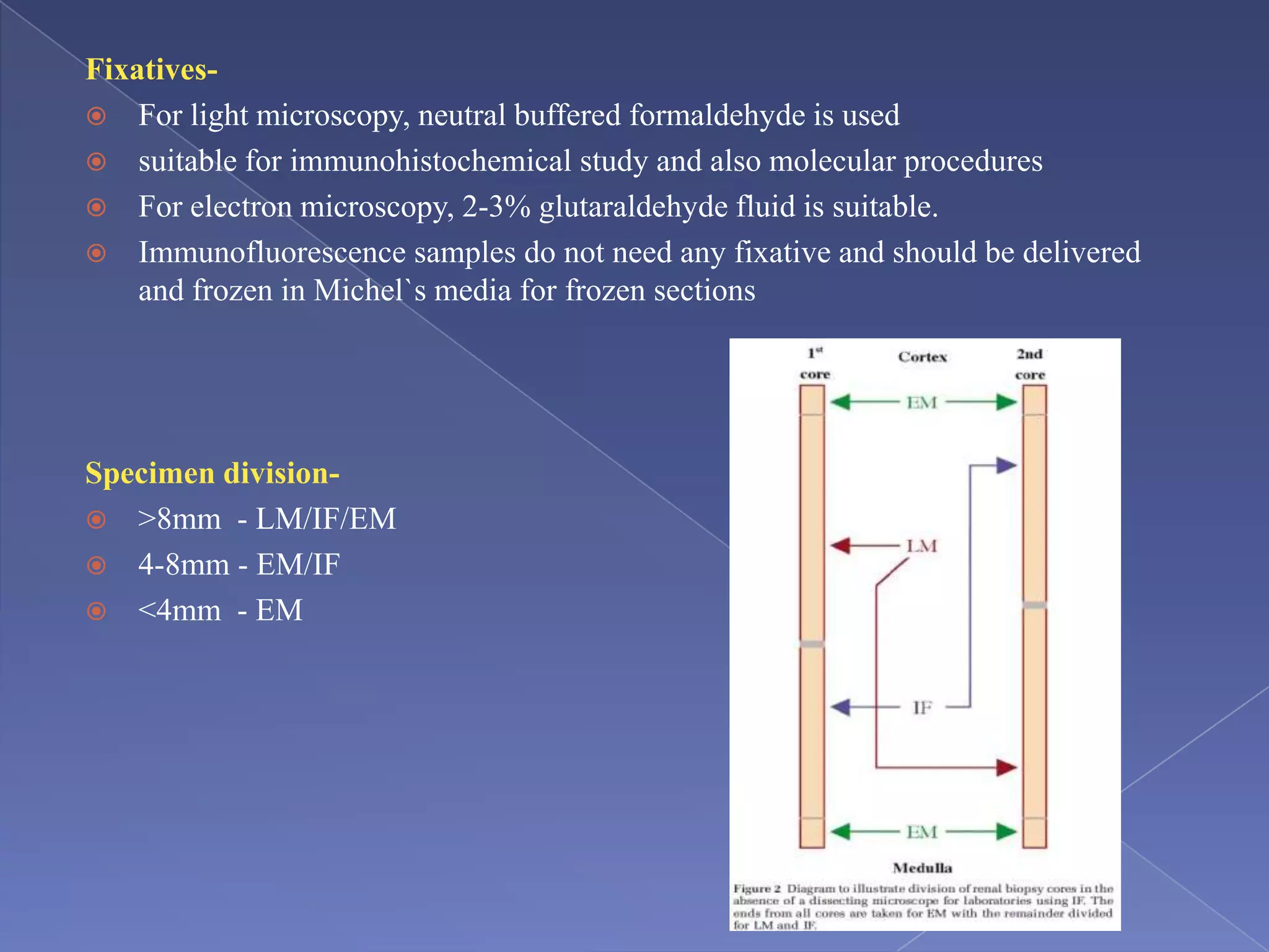 Fixatives-
 For light microscopy, neutral buffered formaldehyde is used
 suitable for immunohistochemical study and also molecular procedures
 For electron microscopy, 2-3% glutaraldehyde fluid is suitable.
 Immunofluorescence samples do not need any fixative and should be delivered
and frozen in Michel`s media for frozen sections
Specimen division-
 >8mm - LM/IF/EM
 4-8mm - EM/IF
 <4mm - EM
 