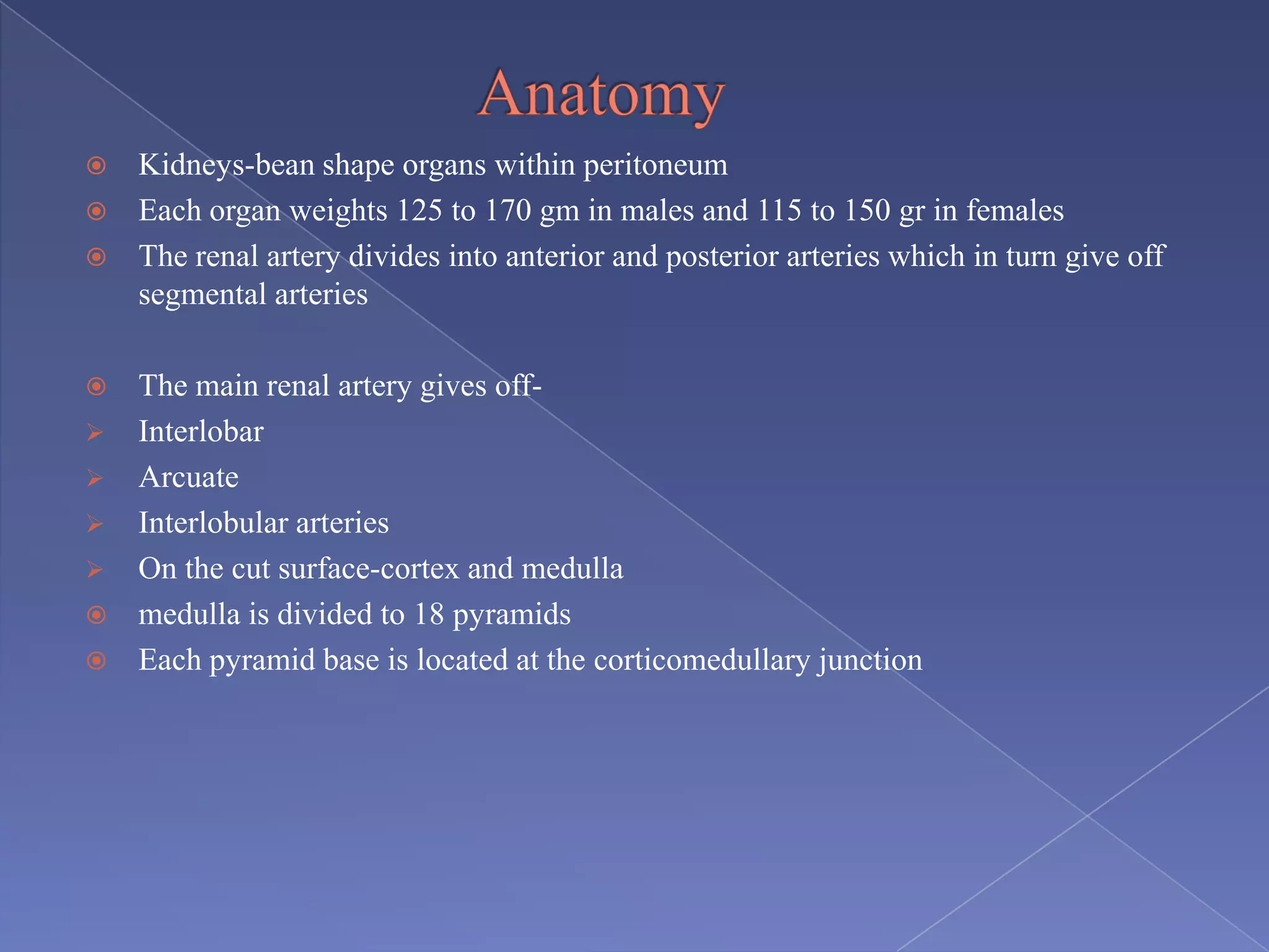  Kidneys-bean shape organs within peritoneum
 Each organ weights 125 to 170 gm in males and 115 to 150 gr in females
 The renal artery divides into anterior and posterior arteries which in turn give off
segmental arteries
 The main renal artery gives off-
 Interlobar
 Arcuate
 Interlobular arteries
 On the cut surface-cortex and medulla
 medulla is divided to 18 pyramids
 Each pyramid base is located at the corticomedullary junction
 