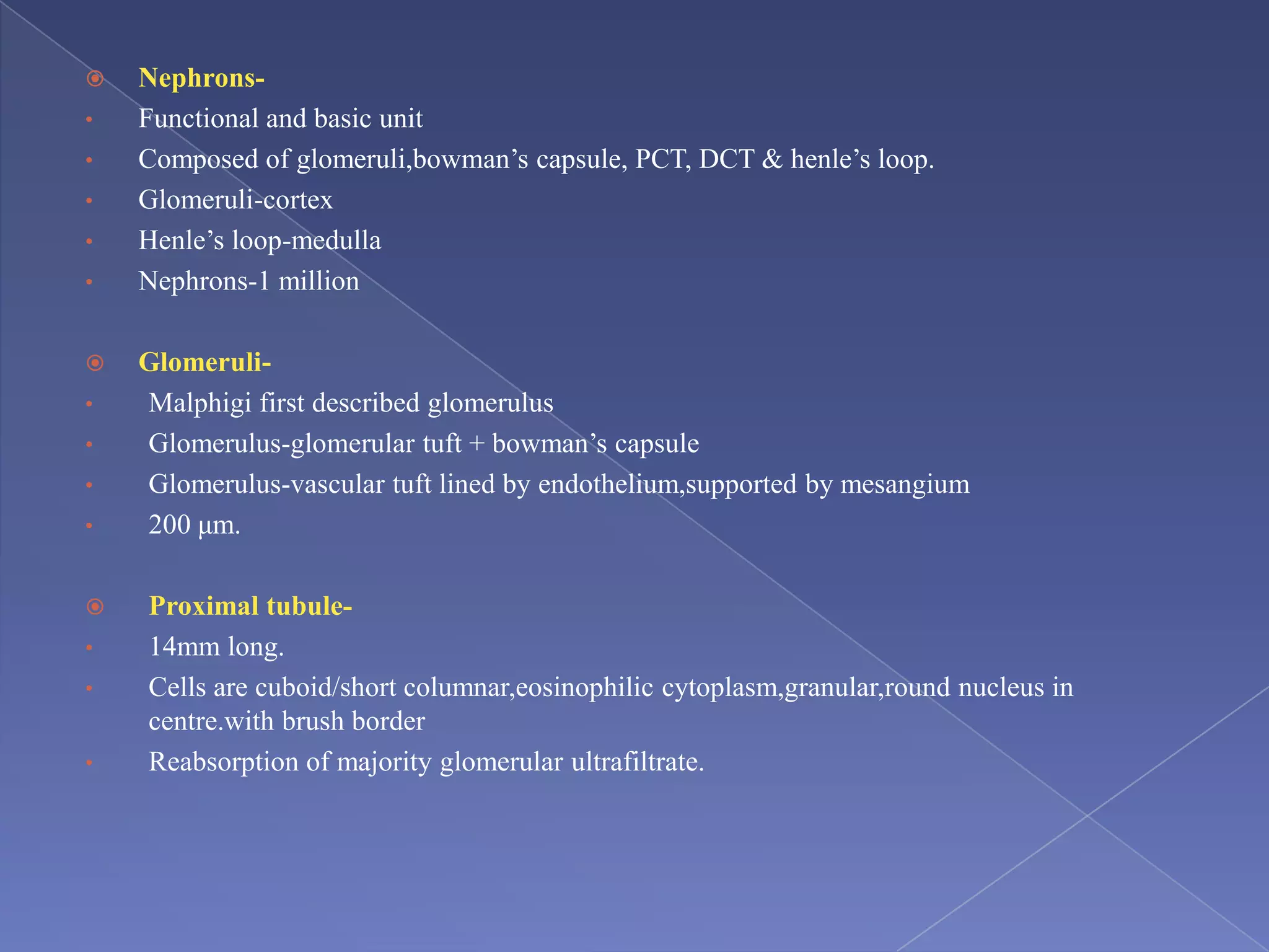 Nephrons-
• Functional and basic unit
• Composed of glomeruli,bowman’s capsule, PCT, DCT & henle’s loop.
• Glomeruli-cortex
• Henle’s loop-medulla
• Nephrons-1 million
 Glomeruli-
• Malphigi first described glomerulus
• Glomerulus-glomerular tuft + bowman’s capsule
• Glomerulus-vascular tuft lined by endothelium,supported by mesangium
• 200 μm.
 Proximal tubule-
• 14mm long.
• Cells are cuboid/short columnar,eosinophilic cytoplasm,granular,round nucleus in
centre.with brush border
• Reabsorption of majority glomerular ultrafiltrate.
 
