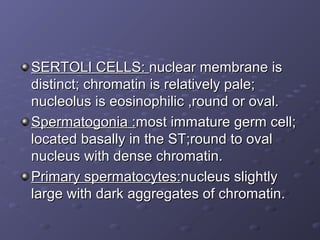 SERTOLI CELLS:SERTOLI CELLS: nuclear membrane isnuclear membrane is
distinct; chromatin is relatively pale;distinct; chrom...