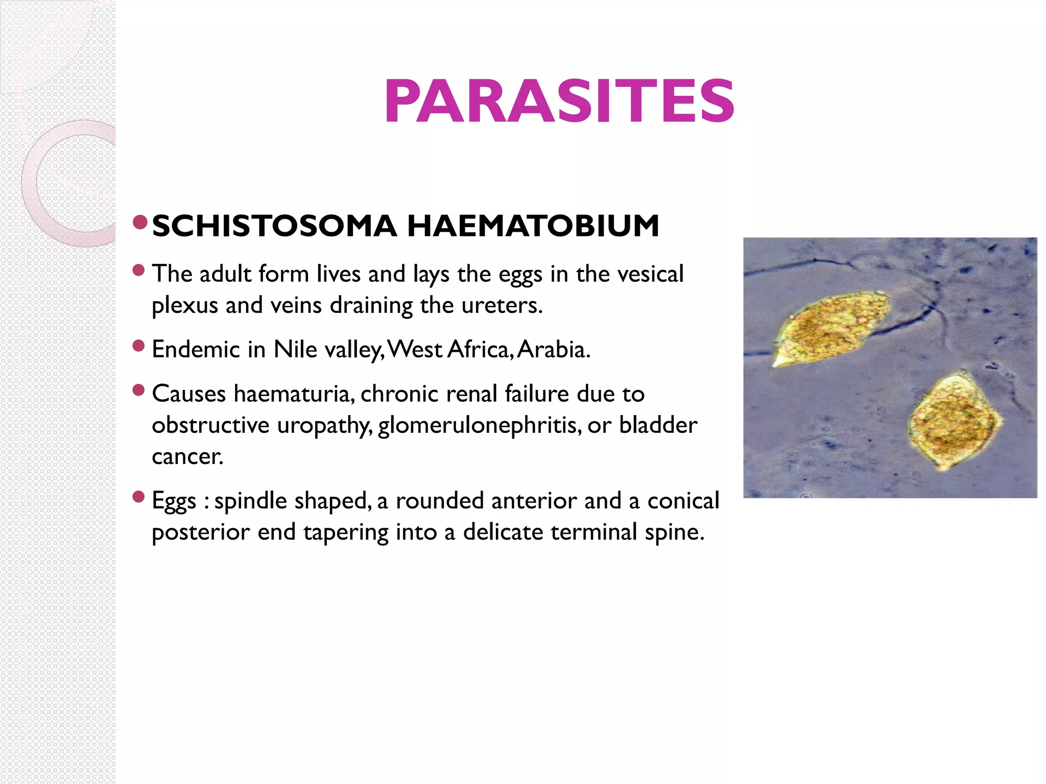 PARASITES
SCHISTOSOMA

HAEMATOBIUM

The

adult form lives and lays the eggs in the vesical
plexus and veins draining the ureters.

Endemic

in Nile valley, West Africa, Arabia.

Causes

haematuria, chronic renal failure due to
obstructive uropathy, glomerulonephritis, or bladder
cancer.

Eggs

: spindle shaped, a rounded anterior and a conical
posterior end tapering into a delicate terminal spine.

 