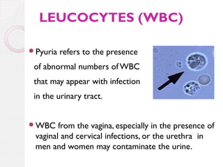 LEUCOCYTES (WBC)
Pyuria

refers to the presence

of abnormal numbers of WBC
that may appear with infection
in the urinary tract.
WBC

from the vagina, especially in the presence of
vaginal and cervical infections, or the urethra in
men and women may contaminate the urine.

 