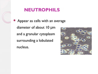 NEUTROPHILS


Appear as cells with an average
diameter of about 10 μm
and a granular cytoplasm
surrounding a lobulated
nucleus.

 