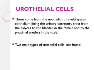 UROTHELIAL CELLS
These

come from the urothelium, a multilayered
epithelium lining the urinary excretory tract from
the calyces to the bladder in the female and to the
proximal urethra in the male.

Two

main types of urothelial cells are found.

 
