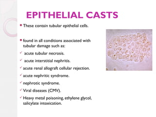 EPITHELIAL CASTS
These

contain tubular epithelial cells.

found

in all conditions associated with
tubular damage such as:



acute tubular necrosis.



acute interstitial nephritis.

 acute

renal allograft cellular rejection.

 acute

nephritic syndrome.

 nephrotic
 Viral

syndrome.

diseases (CMV).

 Heavy

metal poisoning, ethylene glycol,
salicylate intoxication.

 