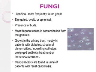 FUNGI
•

Candida - most frequently found yeast

•

Elongated, ovoid, or spherical.

•

Presence of buds.

•

Most frequent cause is contamination from
the genitalia.

•

Grows in the urinary tract, mostly in
patients with diabetes, structural
abnormalities, indwelling catheters,
prolonged antibiotic treatment or
immunosuppression.

•

Candidal casts are found in urine of
patients with renal candidiasis.

 