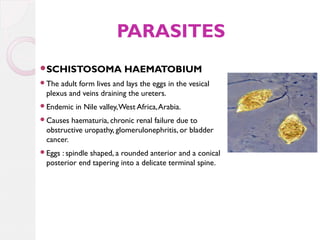 PARASITES
SCHISTOSOMA

HAEMATOBIUM

The

adult form lives and lays the eggs in the vesical
plexus and veins draining the ureters.

Endemic

in Nile valley, West Africa, Arabia.

Causes

haematuria, chronic renal failure due to
obstructive uropathy, glomerulonephritis, or bladder
cancer.

Eggs

: spindle shaped, a rounded anterior and a conical
posterior end tapering into a delicate terminal spine.

 