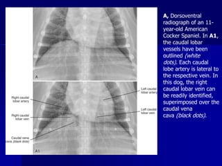 interpretations_of_radiographs2022.ppt
