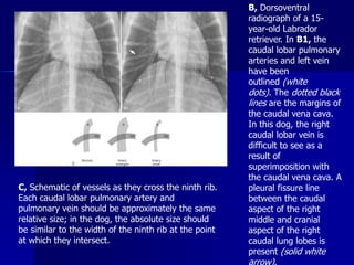 interpretations_of_radiographs2022.ppt