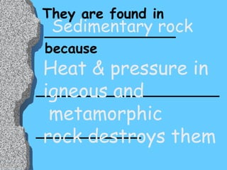 They are found in _______________ because  _____________________ ____________ Sedimentary rock Heat & pressure in  igneous and metamorphic  rock destroys them 
