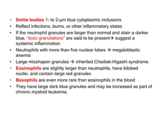• Dohle bodies 1- to 2-μm blue cytoplasmic inclusions
• Reflect infections, burns, or other inflammatory states
• If the neutrophil granules are larger than normal and stain a darker
blue, “toxic granulations” are said to be present suggest a
systemic inflammation
• Neutrophils with more than five nuclear lobes  megaloblastic
anemia
• Large misshapen granules  inherited Chediak-Higashi syndrome
• Eosinophils are slightly larger than neutrophils, have bilobed
nuclei, and contain large red granules
• Basophils are even more rare than eosinophils in the blood
• They have large dark blue granules and may be increased as part of
chronic myeloid leukemia.
 