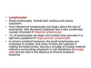 • Lymphocytes
• Small lymphocytes small dark nucleus and scarce
cytoplasm
• Viral infections lymphocytes are larger, about the size of
neutrophils, with abundant cytoplasm and a less condensed
nuclear chromatin Reactive lymphocytes
• 1% of lymphocytes are larger and contain blue granules in a
light blue cytoplasm large granular lymphocytes
• In chronic lymphoid leukemia, the small lymphocytes are
increased in number, and many of them are ruptured in
making the blood smear, leaving a smudge of nuclear material
without a surrounding cytoplasm or cell membranesmudge
cells and are rare in the absence of chronic lymphoid
leukemia
 