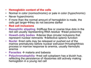 • Hemoglobin content of the cells
• Normal in color (normochromic) or pale in color (hypochromic)
• Never hyperchromic
• If more than the normal amount of hemoglobin is made, the
cells get largerthey do not become darker
• Red cell inclusions
• Basophilic stippling diffuse fine or coarse blue dots in the
red cell usually representing RNA residue lead poisoning
• Howell-Jolly bodies dense blue circular inclusions that
represent nuclear remnants defective splenic function
• Nuclei red cells may be released or pushed out of the
marrow prematurely before nuclear extrusionmyelophthisic
process or marrow response to anemia, usually hemolytic
anemia
• Parasites  malaria and babesia
• Polychromatophilia red cell cytoplasm has a bluish hue,
reflecting the persistence of ribosomes still actively making
hemoglobin in a young red cell
 