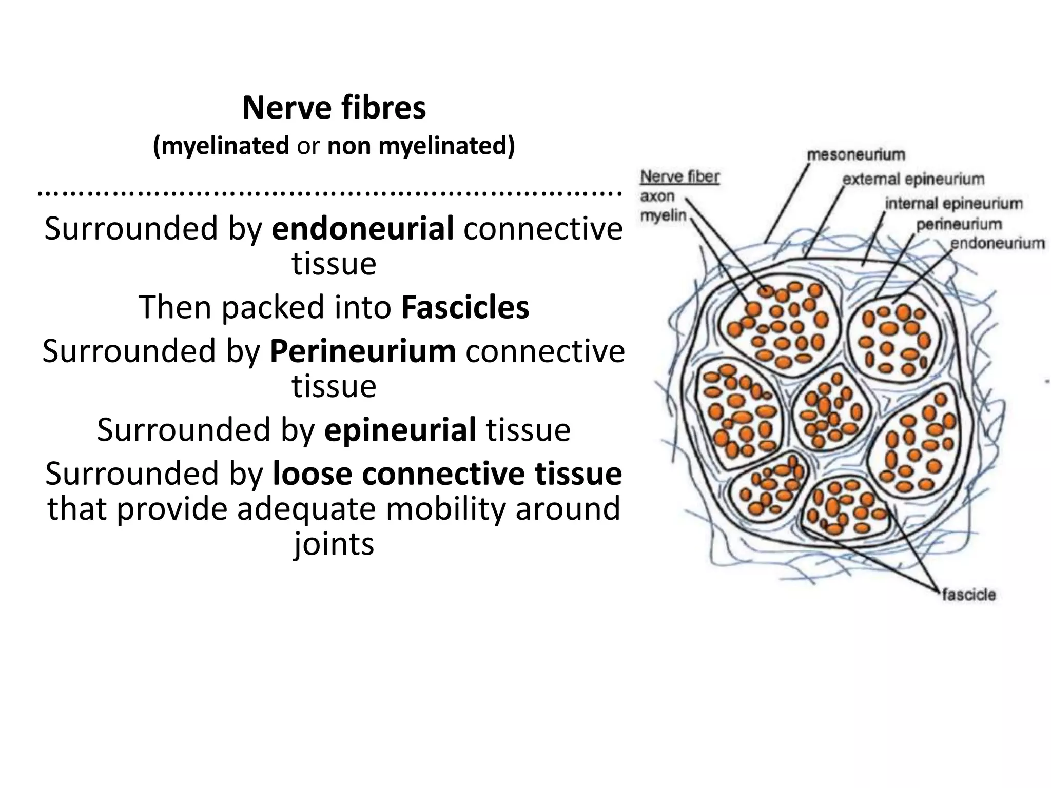 Interpretation of NCS and EMG | PPTX