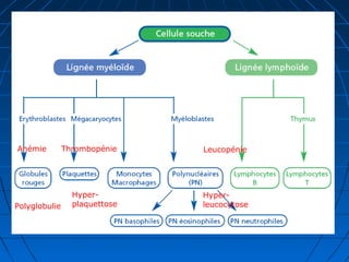 Anémie Thrombopénie Leucopénie
Polyglobulie
Hyper-
plaquettose
Hyper-
leucocytose
 