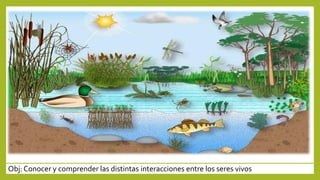 Obj: Conocer y comprender las distintas interacciones entre los seres vivos
 