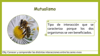 Obj: Conocer y comprender las distintas interacciones entre los seres vivos
Tipo de interacción que se
caracteriza porque los dos
organismos se ven beneficiados.
 