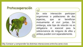 Obj: Conocer y comprender las distintas interacciones entre los seres vivos
En esta interacción participan
organismos o poblaciones de dos
especies, que se benefician
mutuamente al vivir juntas. Sin
embargo, este tipo de relación no es
obligatoria ni esencial para la
sobrevivencia de ninguno de ellos y
ambos pueden vivir separadamente.
 